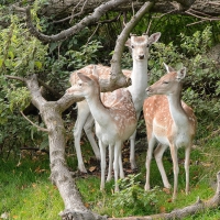 Beautiful Deer Trio