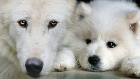 I Love you! ~ For my Dear Friend Piret - nature, wolves, art, abstract