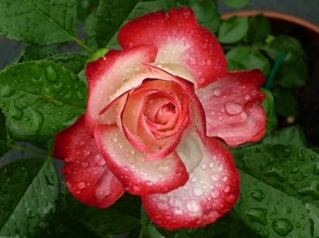 Rose - white, garden, rose, red