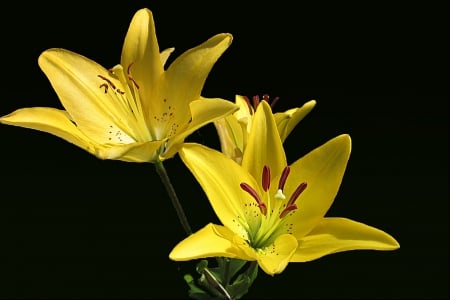 Flowers - flowers, beautiful, yellow, two