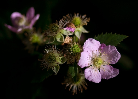 My lovely color - flower, purple, amazing, green