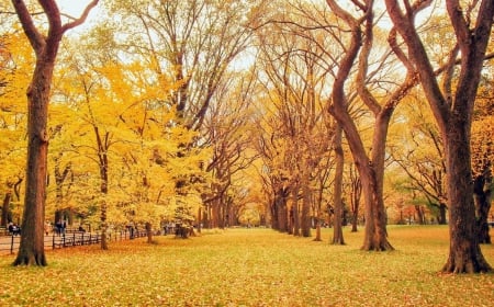 *** - trees, nature, park, autumn