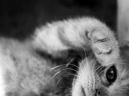 Half Asleep - animal, kitten, photography, cat