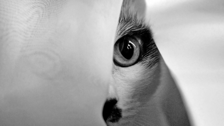 Peek - animal, kitten, photography, cat