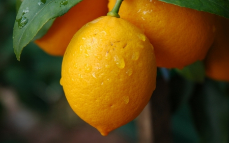 lemon - fruit, leaf, green, lemon