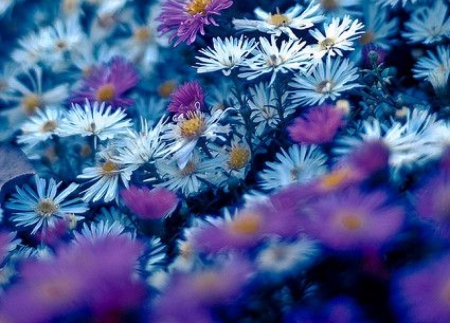 Beautiful Flowers - garden, purple, petals, flowers, blue