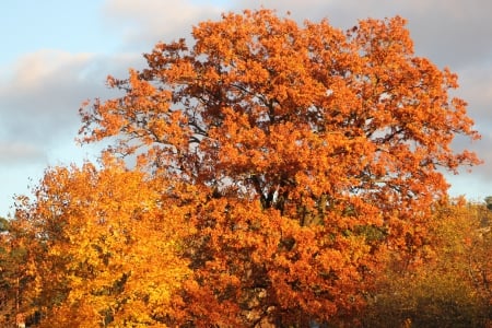 Autumn - forests, nature, autumn, other