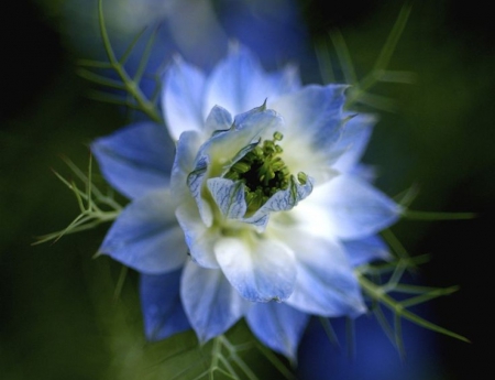 Blue Flower - white, flowers, blue, petals