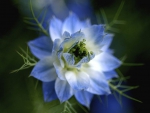 Blue Flower