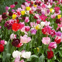 Mixed flowers in Keukenhof Gardens