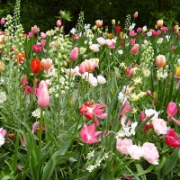 Wildflowers in Keukenhof Gardens