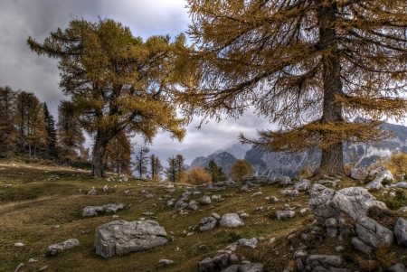 autumn - larch, nature, autumn, mountain