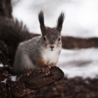 Cute squirrel