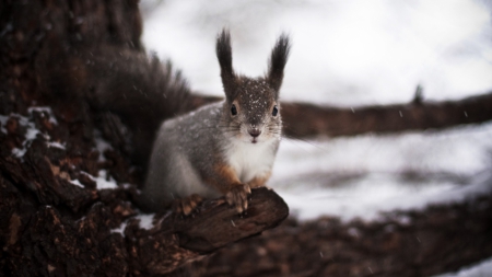 Cute squirrel - winter, wilderness, HD, wild animals, sweet, nature, cute, squirrel, animals, wildlife, wild, wallpaper