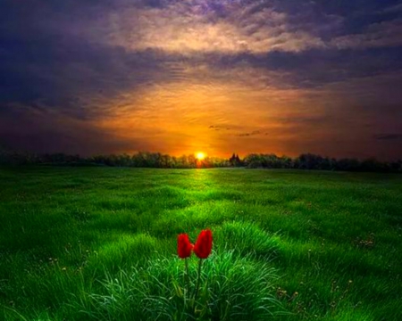 Green Field - flowers, field, nature, sunset