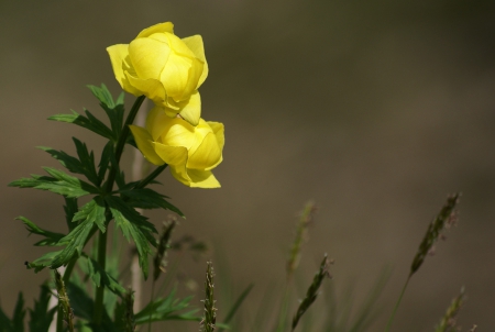 flower - flower, yellow, nature, green