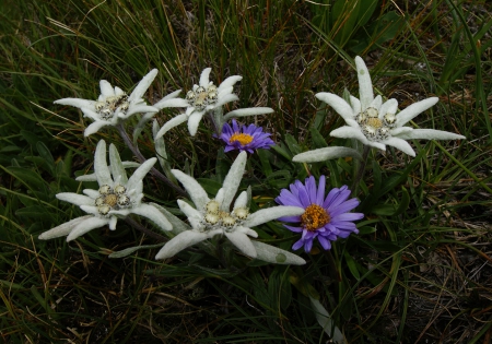 mountain flowers - flowers, nature, mountain, edelweiss