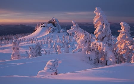 Winter - winter, trees, amazing, snow