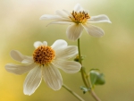 Pretty White Cosmos