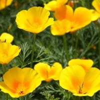 Yellow Poppies