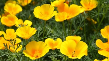 Yellow Poppies