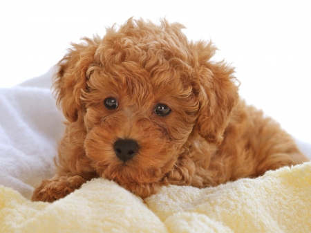 dusty poodle - brown, cute, puppy, poodle