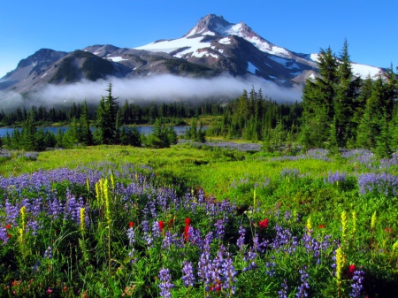 Mountain paradise - sky, mountain, trees, paradise, meadow, lovely, mist, pretty, beautiful, fog, wildflowers