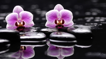 Orchids on the Rocks - orchids, wellness, water, dew, rocks, fragrant, reflection, spa, flowers