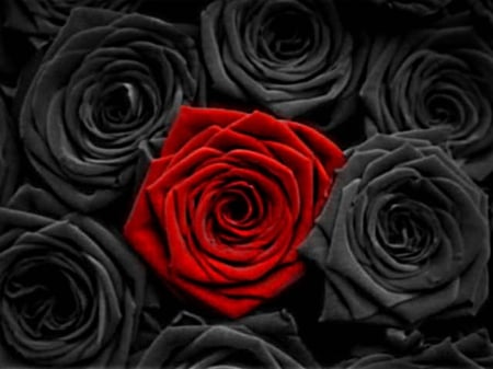 Red rose - midddle, roses, black, other