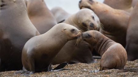 Southern Sea Lions - family, ocean, sea, patagonian sea lion