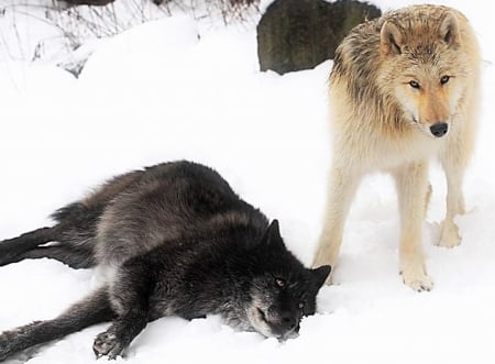 Wolves in the snow - wet, colors, couple, cold