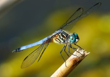 Blue dragonfly - four, pair, wings, two