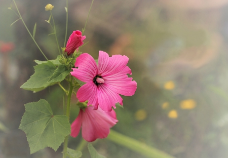 Flowers - flowers, garden, pink, beautiful