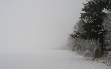 Fog - fog, winter, trees, snow