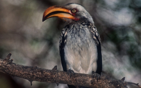 proud hornbill - hornbill, tree, bird, branch