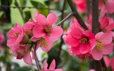 Spring Blossoms - nature, blossoms, pink, flowers, cherry blossoms, spring