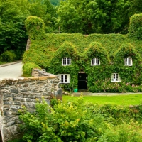 Ivy-Covered House in Wales