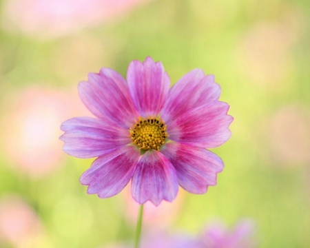 Beautiful Flower - flower, petals, pink, nature