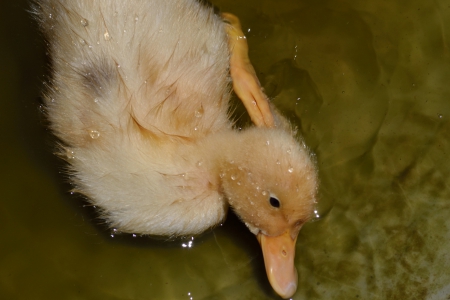 Fluffy Duckling - sparkling, cute, duckling, water