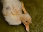 Fluffy Duckling