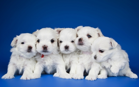 Puppies