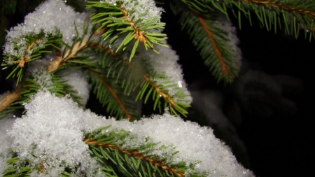 •Winter• - twigs, branch, winter, frosted, snow, fir, frosty, HD, leaves, tree, frozen, nature, pine, frost, leaf, wallpaper