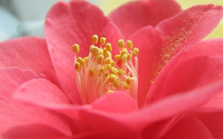 Camelia - flower, pink, camelia, yellow, macro