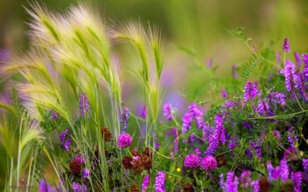 Field - summer, flower, purple, pink, field, green