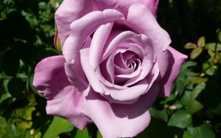 Rose - purple, macro, rose, flower, pink