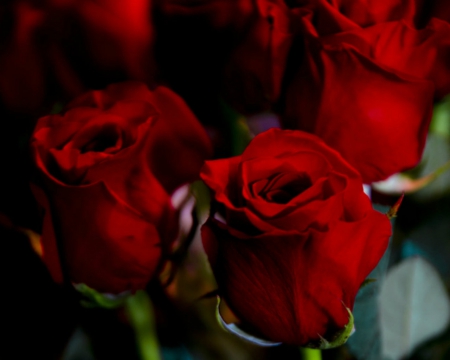 Red Roses - flowers, red, petals, rose