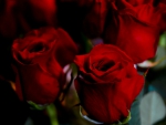 Red Roses