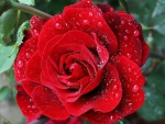 Red Rose