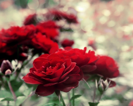 Beautiful Flower - flowers, red, petals, bloom