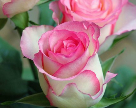 Pink Rose - petals, pink, nature, rose